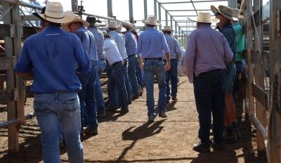 Roma sale 27 Jan 2026: High temperatures greet 7400 head yarding