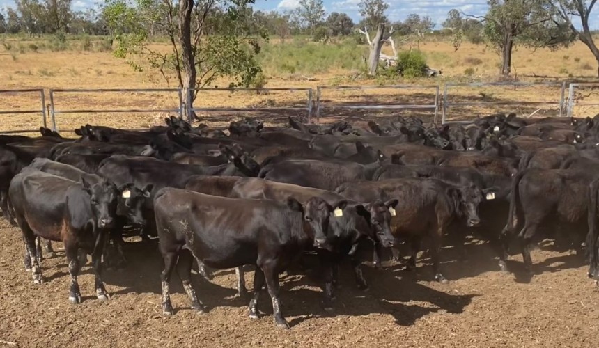 Heifer prices trend down in 14,400 head online offering