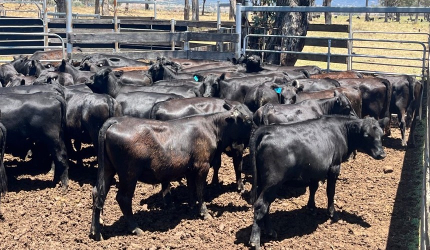 Little change in price trends in 4982-head season-opening AuctionsPlus offering