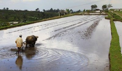 Bali confirms LSD: movement bans imposed as threat to Australia grows
