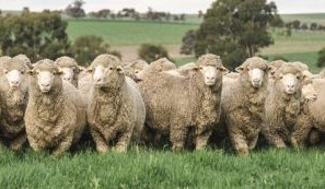 Murdoch’s Springfield NSW property for sale, with two studs