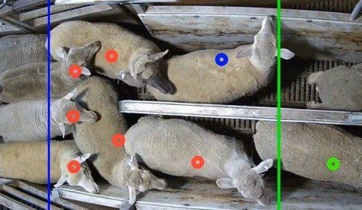 Cameras and AI give accurate stock counting tallies for WA’s V&V Walsh
