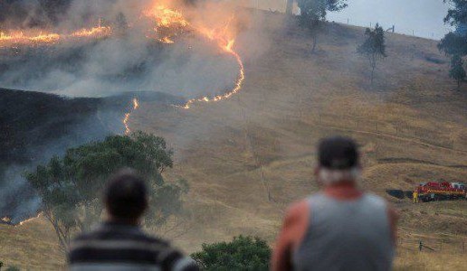 Victorian bushfire stock losses to rise, as hay flows into affected areas