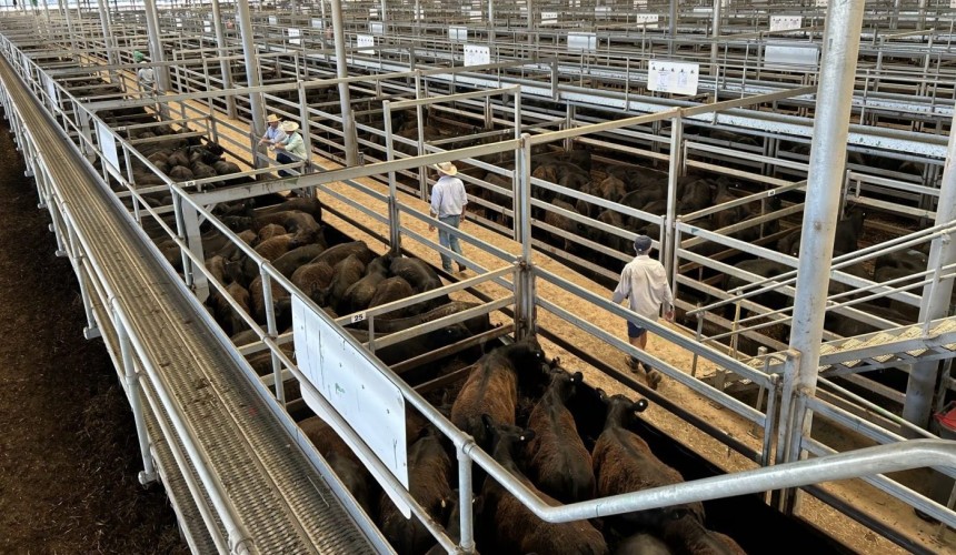 Weaner sales: Heifers exceed expectations as sales head to South Australia