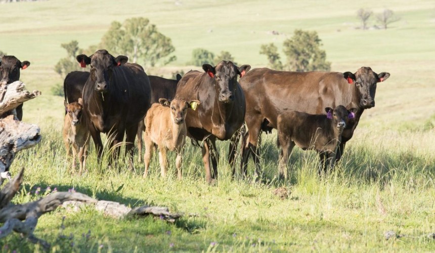New Wagyu genetic test aims to improve calving rates and profitability