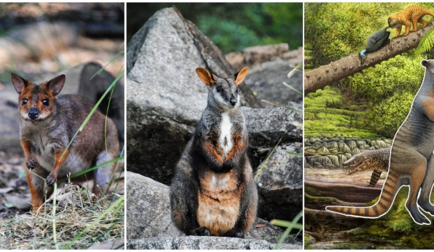 Ancient ‘roos thrived in prehistoric Queensland