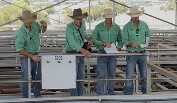 More choice and selling options for Inverell livestock producers