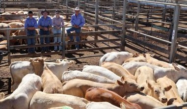 Roma sale 20 Jan 2026: Steers and bullocks stronger, heifers and cows softer in 7326 head offering