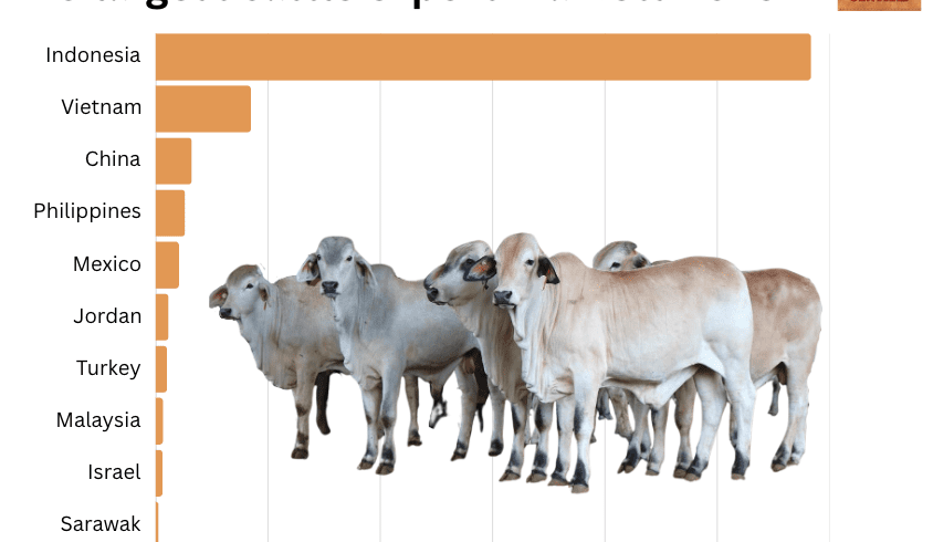 Darwin nears all-time cattle export high as trade awaits 2026 permits