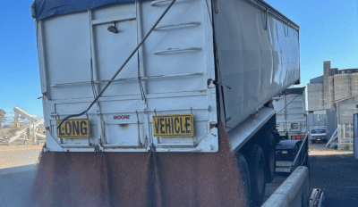 Feedgrain Focus: Markets soften as growers tune out