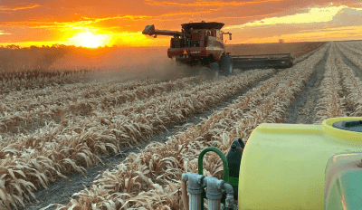 Feedgrain Focus: Prices rally on dry, slow grower selling