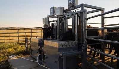 Cattle Producers increase profits using C-Lock’s SmartLine products