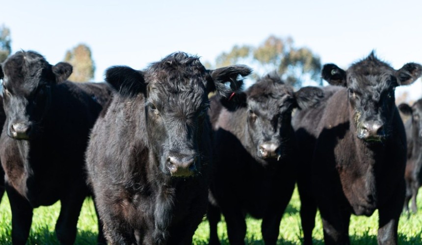 Paraway Pastoral sale process activates, seeking +$2.5 billion