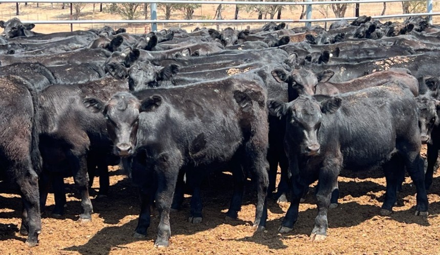 Steers generally stronger in smaller 8650 head online offering