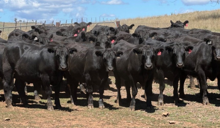 Heavier steers and heifers stronger in 10,765 head online offering