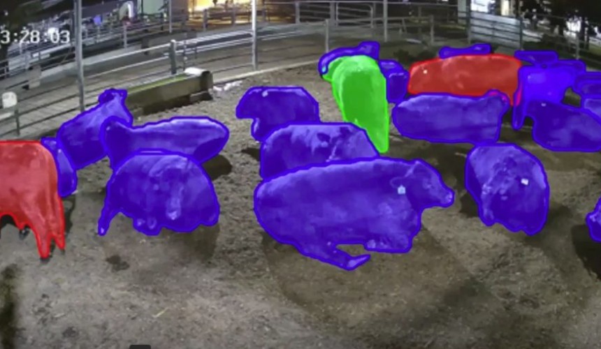 Artificial intelligence could play role in abattoirs to improve welfare outcomes