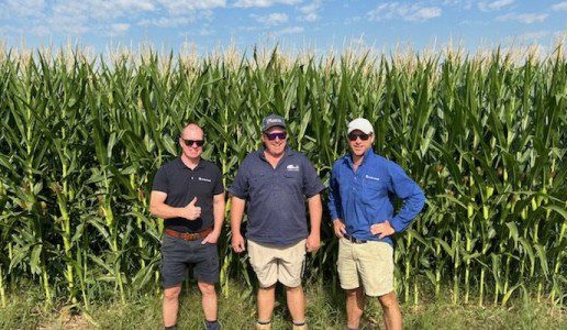 Feedgrain Focus: Secondary markets rally as feeding increases