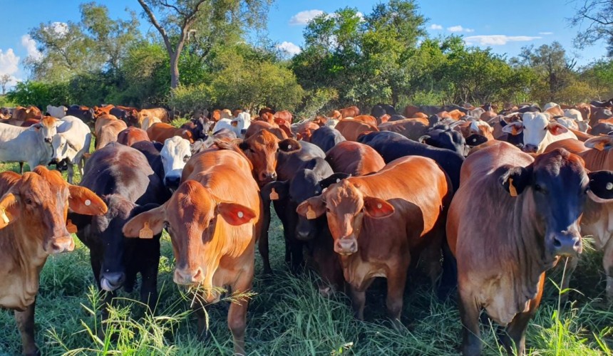 Large scale cattle investment opportunity in Paraguay