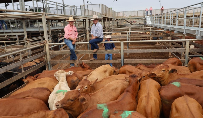 Roma sale 10 Feb 2026: Quality runs of steers sell to stronger market