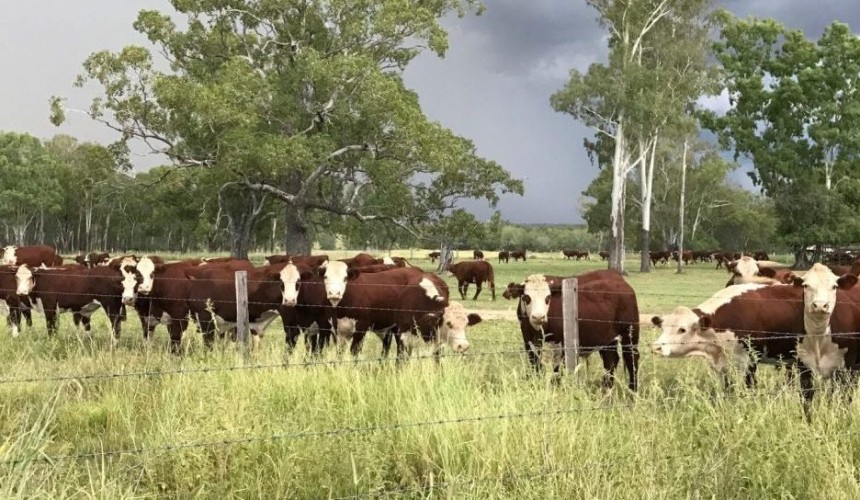 Does Queensland’s tick line still have integrity?