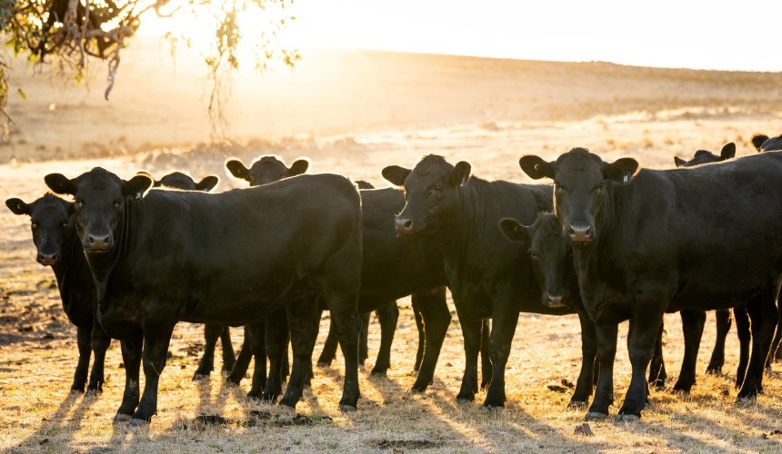 Partnership delivers three new innovative genomics tools for Angus breed