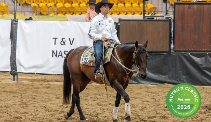 Stock horses top $315,000 in record-setting Tamworth sale