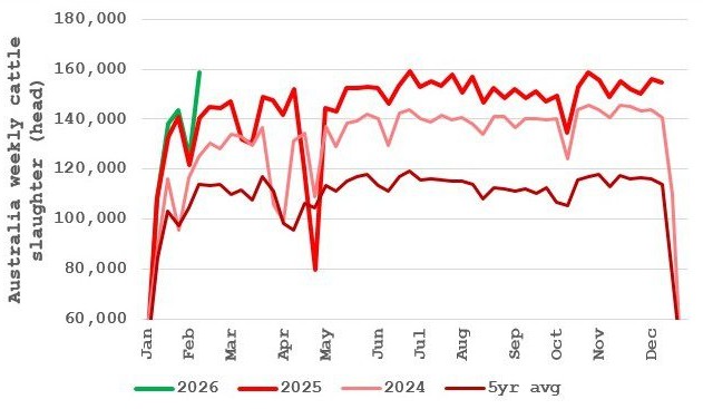 Regional cattle market wrap-up: Rain, and more in the forecast, holds sway over prices