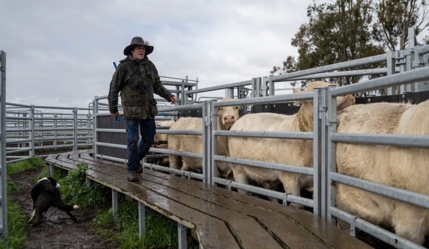 The moment cattle producer Rob almost didn’t make it home