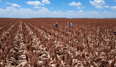 Feedgrain Focus: A$ rise stymies exports, on-farm feed sought
