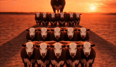 Weekly genetics review: Bull change-over costs – why ‘trade-in thinking’ falls short