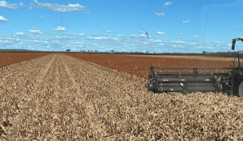 Feedgrain Focus: Qld rain brightens new-crop prospects