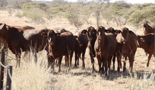 Young WA producer pushes back on ‘pastoral cattle’ stigma