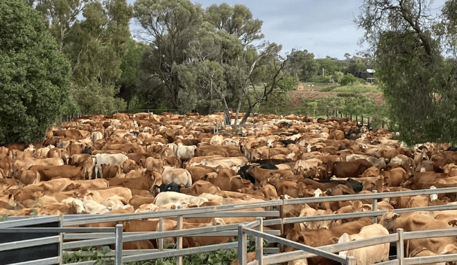 Qld producers receive biggest soil carbon credit issuance in over two years