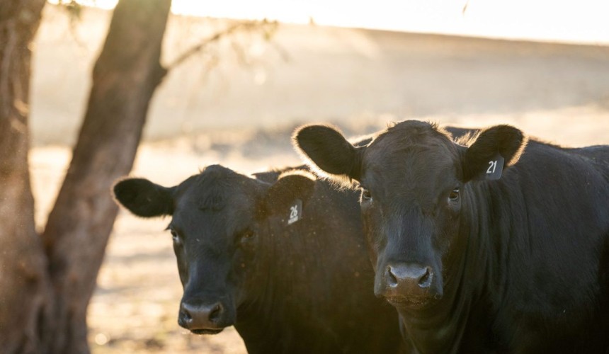 Making the invisible visible: how genomics is reshaping breeding in Australia and NZ