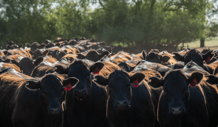 Preparing healthy weaner cattle for success – The respiratory advantage