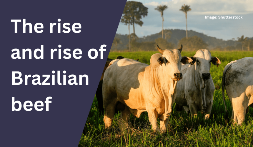 Podcast: Rain in the red centre | Questions over EPBC | The rise of Brazilian beef