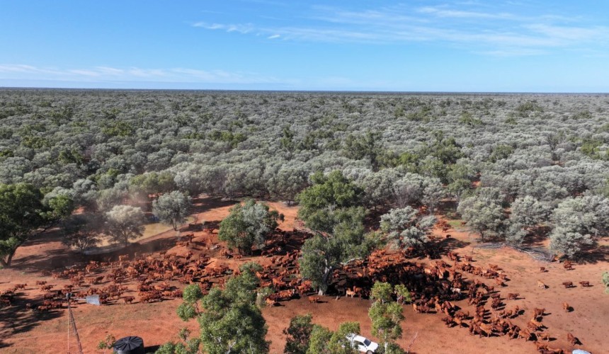 Mulga producers concerned about their “hay shed”, with legal uncertainty