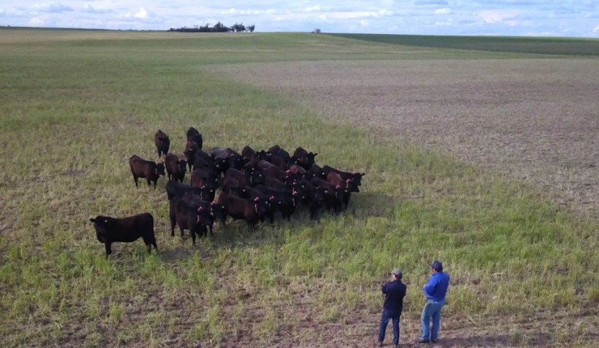 Virtual fencing takes on mixed cropping/grazing systems