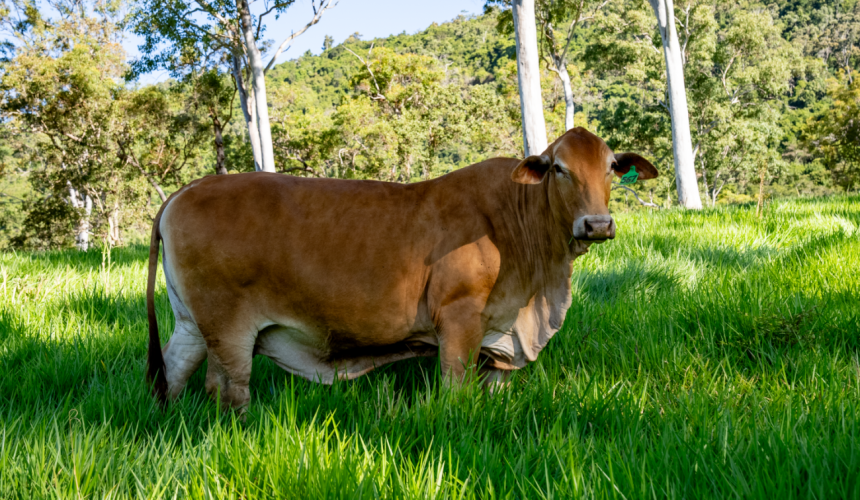 Protecting Australian cattle from the threat of Three-Day Sickness