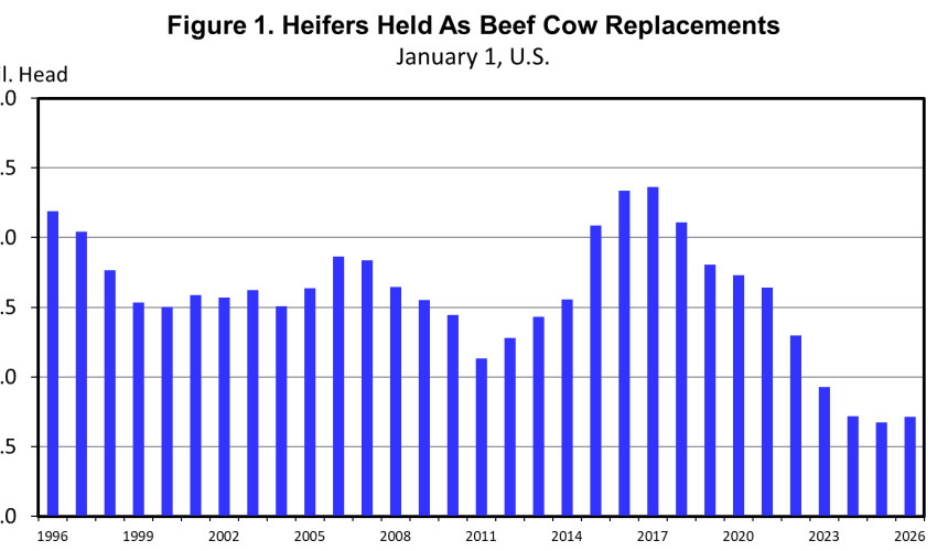 No sign yet of US beef herd recovery, latest USDA report shows