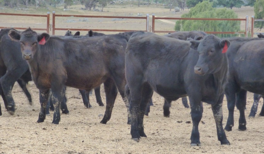 NSW producer forum offering timely advice on remaining productive during dry times