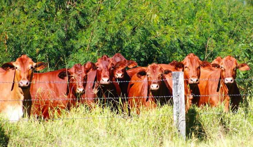 Flagship CQ cattle grazing property hits the market, with expectations above $73m