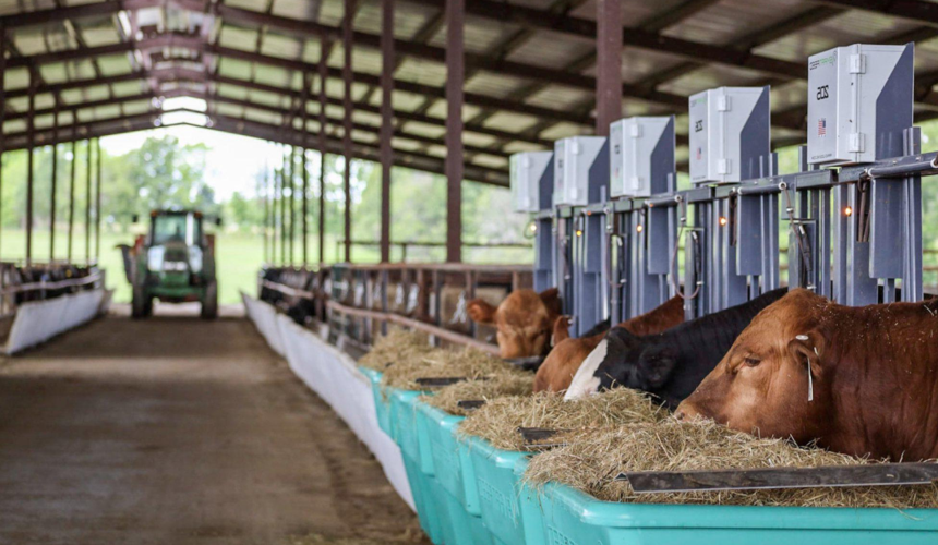 You don’t need more cattle data. You need better decisions. C-Lock is helping producers like you.