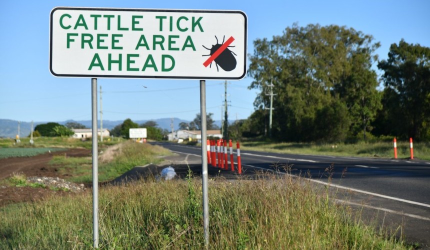 Explainer: How can tick bites cause meat allergies?