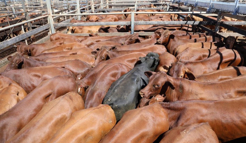Roma sale 17 Mar 2026: Numbers lift to 5860 following rain; feeders and cow prices trend down