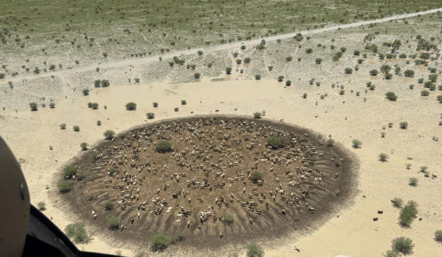 Have Flood Refuge Mounds helped save livestock in North-West Qld?