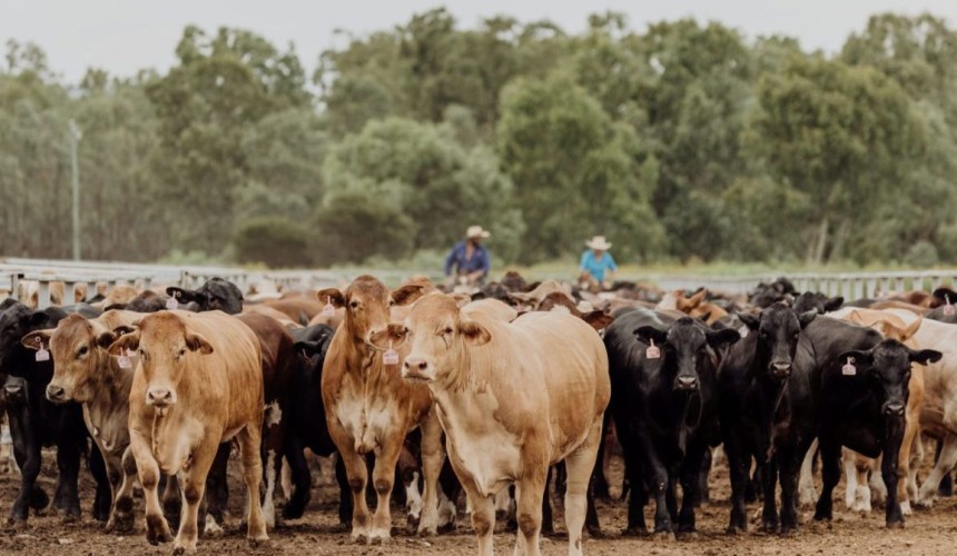 Feeder cattle market: Grids down as big numbers kick in