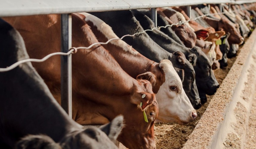 CQ’s Vandyke feedlot comes to market, continuing recent grainfeeding asset sale trend