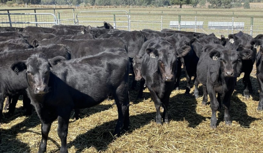Mineral supplementation makes weaners ‘bloom’
