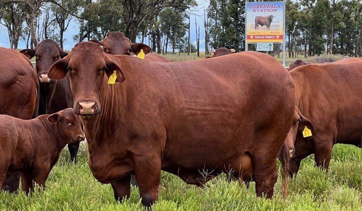 Why profit starts in the paddock, not in the premiums